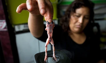 Món sinh tố ếch sống tại Peru