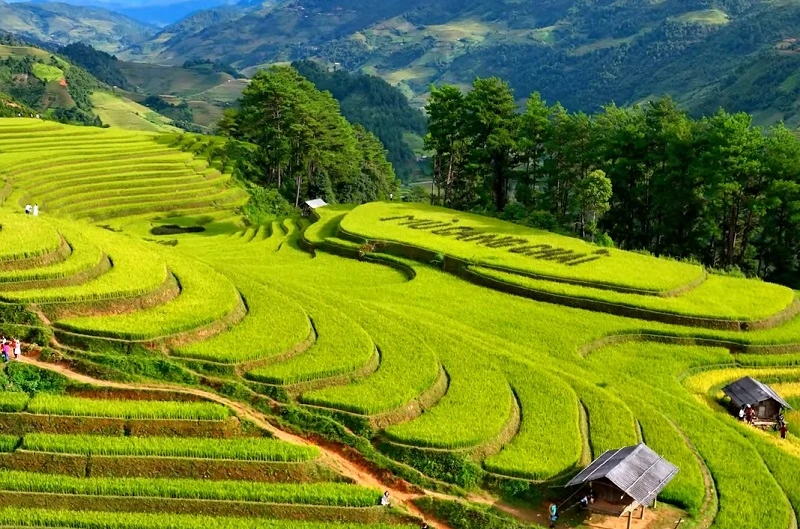 Mù Cang Chải: Điểm du lịch sắc màu nhất thế giới năm 2026 Mù Cang Chải: Điểm du lịch sắc màu nhất thế giới năm 2026