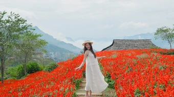 Mùa hoa xác pháo đỏ rực trên đỉnh Fansipan