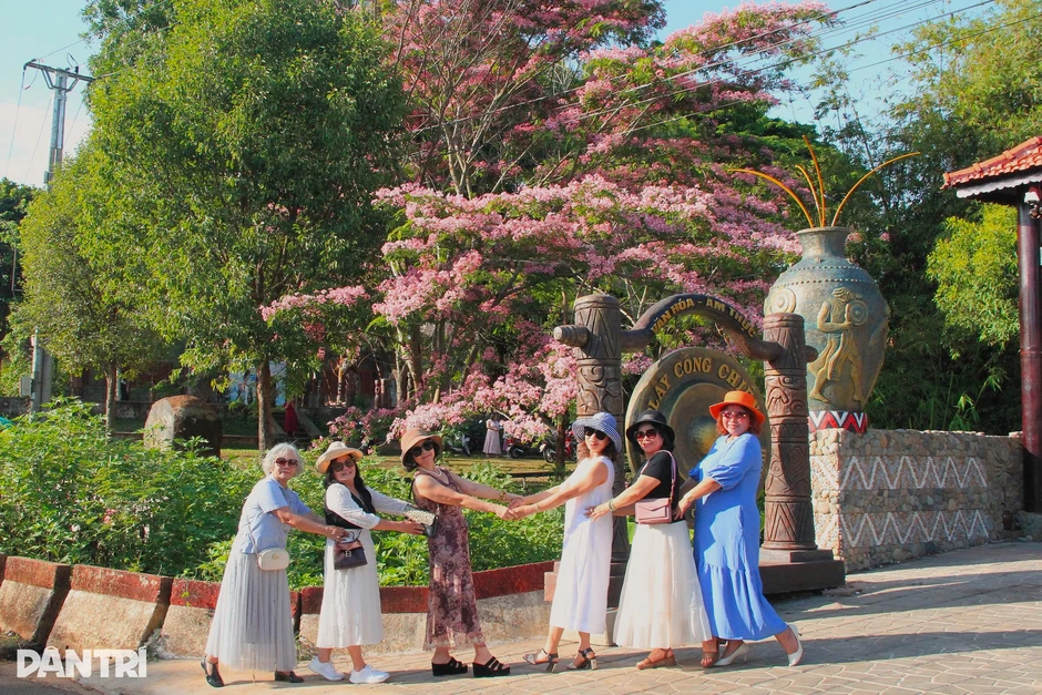 Muồng hoa đào bung sắc hồng giữa Pleiku, thu hút du khách đến chụp ảnh Muồng hoa đào bung sắc hồng giữa Pleiku, thu hút du khách đến chụp ảnh