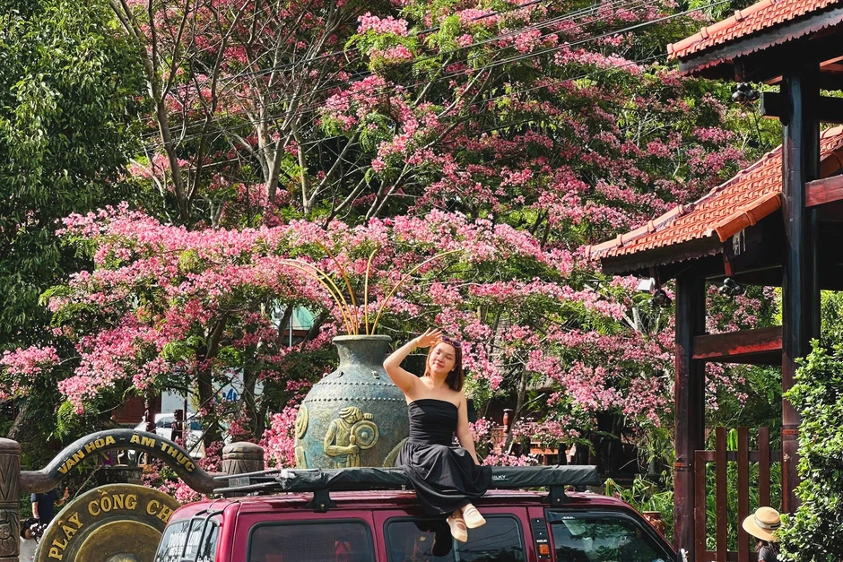 Muồng hoa đào bung sắc hồng giữa Pleiku, thu hút du khách đến chụp ảnh Muồng hoa đào bung sắc hồng giữa Pleiku, thu hút du khách đến chụp ảnh