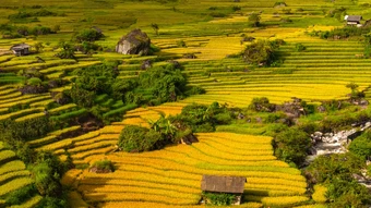 Nậm Cang vào mùa lúa chín