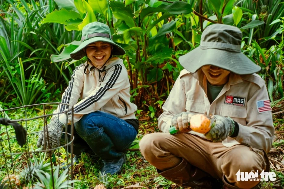 Ngắm hoàng hôn, ăn dứa no nê tại thung lũng Đồng Din