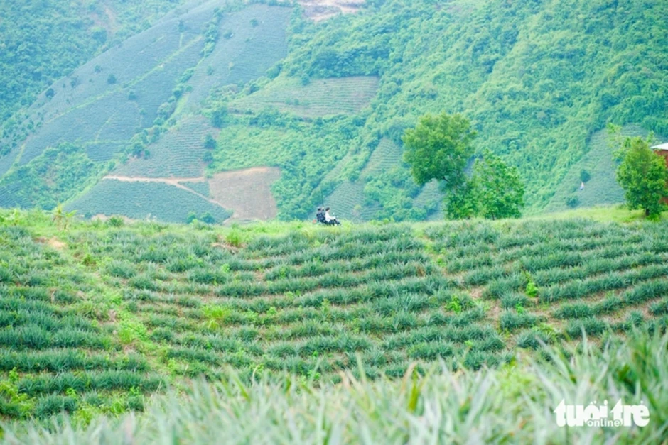 Ngắm hoàng hôn, ăn dứa no nê tại thung lũng Đồng Din