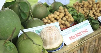 Ngôi làng đặc biệt ở miền Trung trồng trái cây Nam Bộ