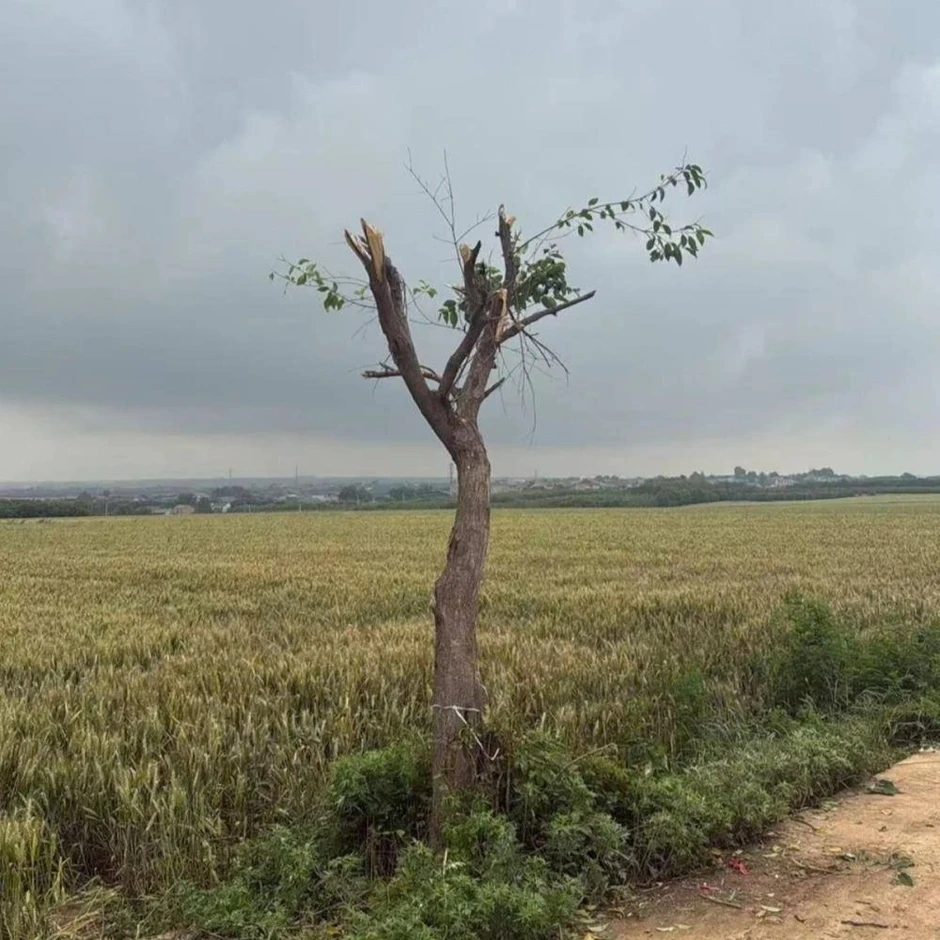 Nguyên nhân khiến cây cô đơn mọc giữa cánh đồng ở Trung Quốc bị chặt trụi Nguyên nhân khiến cây cô đơn mọc giữa cánh đồng ở Trung Quốc bị chặt trụi