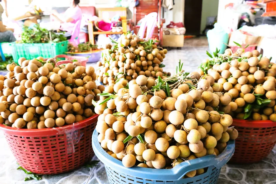 Nhãn Phước Hải chín rộ, nhà vườn tất bật thu hoạch, đón du khách Nhãn Phước Hải chín rộ, nhà vườn tất bật thu hoạch, đón du khách