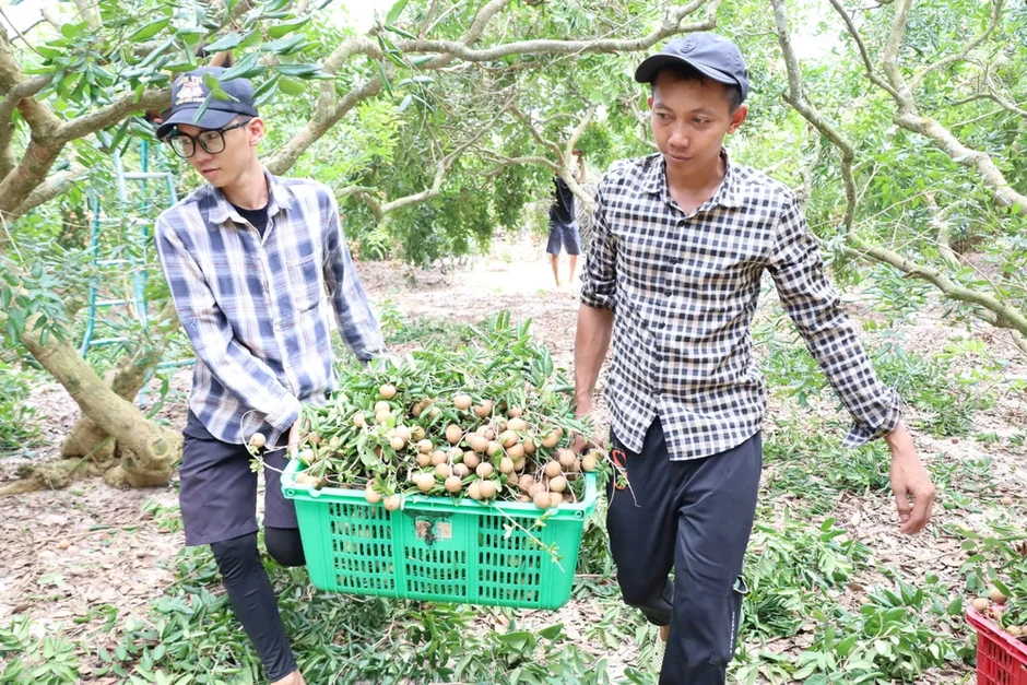 Nhãn Phước Hải chín rộ, nhà vườn tất bật thu hoạch, đón du khách Nhãn Phước Hải chín rộ, nhà vườn tất bật thu hoạch, đón du khách