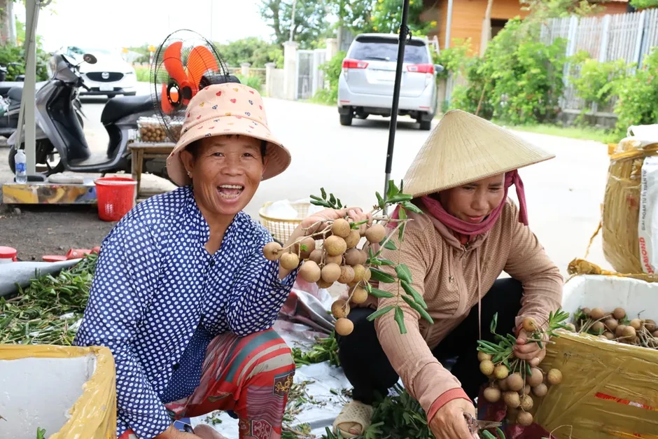 Nhãn Phước Hải chín rộ, nhà vườn tất bật thu hoạch, đón du khách Nhãn Phước Hải chín rộ, nhà vườn tất bật thu hoạch, đón du khách