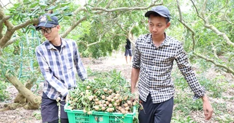 Nhãn Phước Hải chín rộ, nhà vườn tất bật thu hoạch, đón du khách