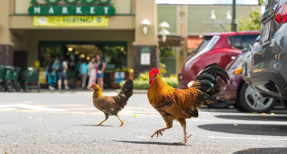Nơi thả rông hơn 400.000 con gà hoang nhưng người dân không ai bắt làm thịt Nơi thả rông hơn 400.000 con gà hoang nhưng người dân không ai bắt làm thịt