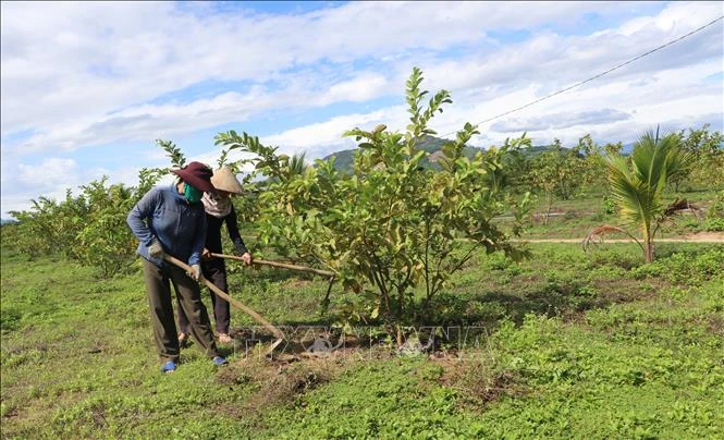 Nông trại Phạm Văn Đồng - 'địa chỉ đỏ' mở hướng phát triển du lịch xanh Nông trại Phạm Văn Đồng - 'địa chỉ đỏ' mở hướng phát triển du lịch xanh