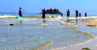 Nước biển ở Vũng Tàu đổi màu xanh, tím nghi do vi tảo