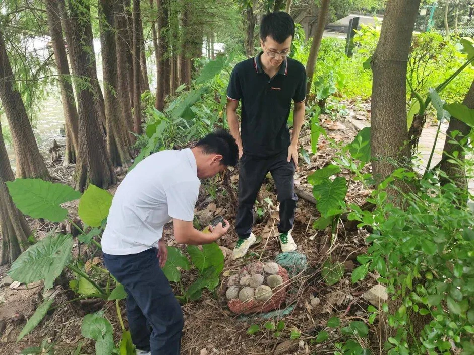 Phát hiện hóa thạch trứng khủng long nguyên vẹn ở Trung Quốc gây bất ngờ
