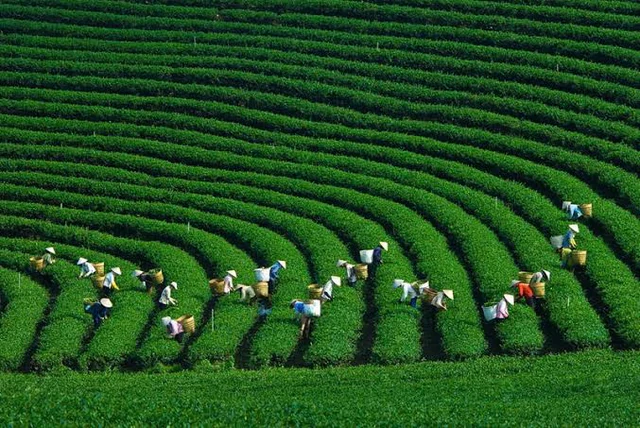Phát hiện ngôi làng hơn 200 người 'ăn chung nồi cơm', tiền làm ra góp quỹ chung: Được thế giới vinh danh Phát hiện ngôi làng hơn 200 người 'ăn chung nồi cơm', tiền làm ra góp quỹ chung: Được thế giới vinh danh