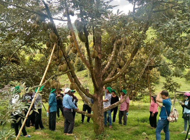 Phát hiện vùng đất có những viên đá "biết kêu" ở Việt Nam, vang như chuông: Dấu tích đã tồn tại 3.000 năm