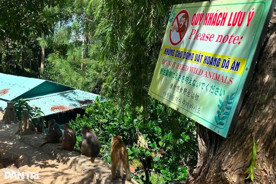Phớt lờ biển cấm, du khách cho khỉ ở Sơn Trà ăn uống Phớt lờ biển cấm, du khách cho khỉ ở Sơn Trà ăn uống