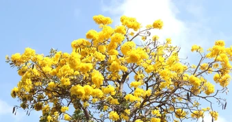 Phường Vũng Tàu: Hoa chuông vàng thu hút du khách