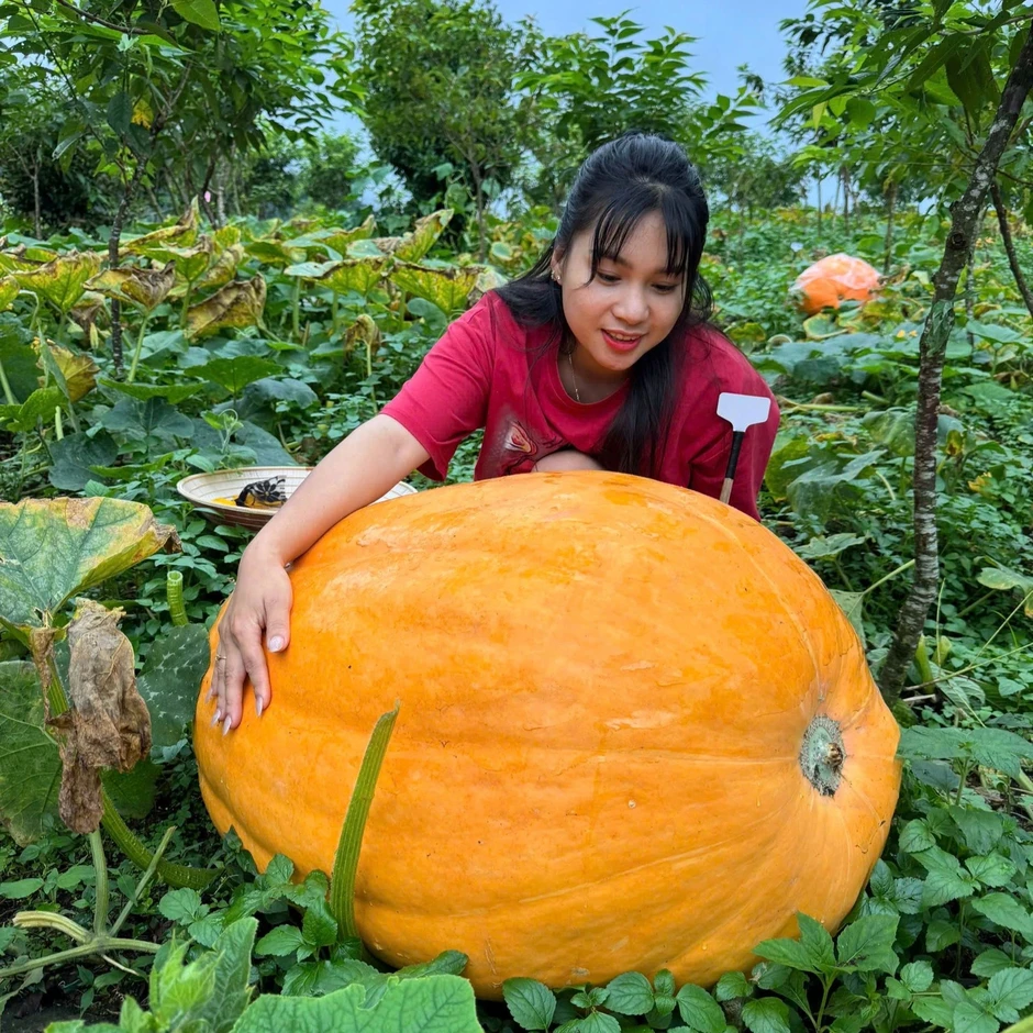 Quả bí nặng 126kg ở Quảng Ninh 2-3 người khiêng, chủ phải mắc màn che Quả bí nặng 126kg ở Quảng Ninh 2-3 người khiêng, chủ phải mắc màn che