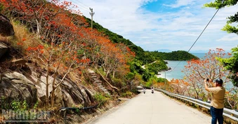 Rực rỡ mùa hoa Ngô đồng đỏ ở đảo Cù Lao Chàm