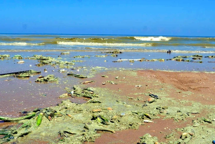 Sau chuyện nước biển đổi màu, biển Vũng Tàu nổi bọt trắng xóa nghi do tảo