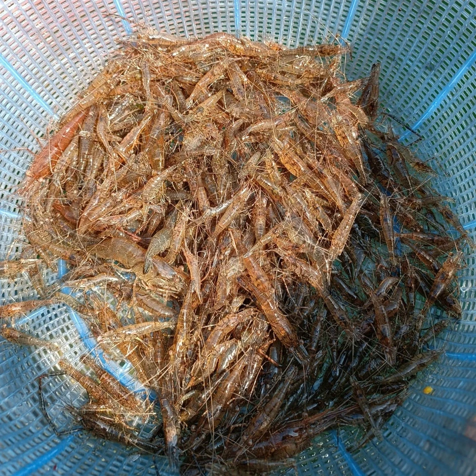 Sơn La: Món tép nhảy tanh tách trong miệng, khách Tây thấy lạ vẫn khen ngon Sơn La: Món tép nhảy tanh tách trong miệng, khách Tây thấy lạ vẫn khen ngon