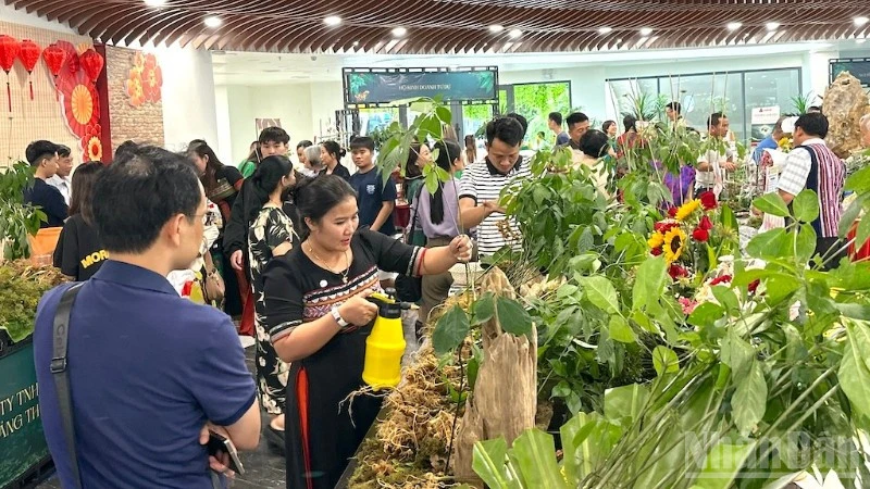 Sức hút của Lễ hội Sâm Ngọc Linh và Dược liệu Quốc tế Đà Nẵng 2026 Sức hút của Lễ hội Sâm Ngọc Linh và Dược liệu Quốc tế Đà Nẵng 2026