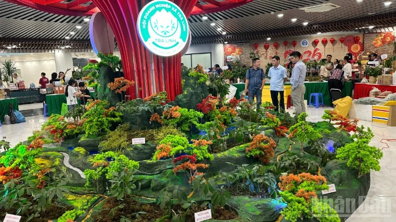 Sức hút của Lễ hội Sâm Ngọc Linh và Dược liệu Quốc tế Đà Nẵng 2026 Sức hút của Lễ hội Sâm Ngọc Linh và Dược liệu Quốc tế Đà Nẵng 2026
