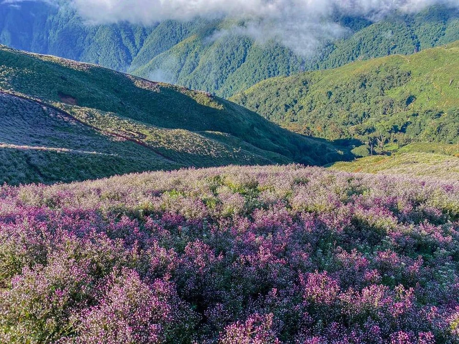 Tà Chì Nhù mùa hoa Chi Pâu 2026: Trải nghiệm trekking tuyệt vời giữa rừng núi Tà Chì Nhù mùa hoa Chi Pâu 2026: Trải nghiệm trekking tuyệt vời giữa rừng núi