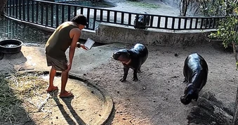 Thái Lan: Leo rào vào chuồng hà mã nổi tiếng, người đàn ông nhận kết đắng