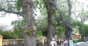 Theo dấu “Cây di sản” ở Đặc khu Côn Đảo