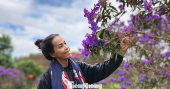 Tím lịm đồi chè Đông Trường Sơn