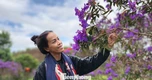 Tím lịm đồi chè Đông Trường Sơn