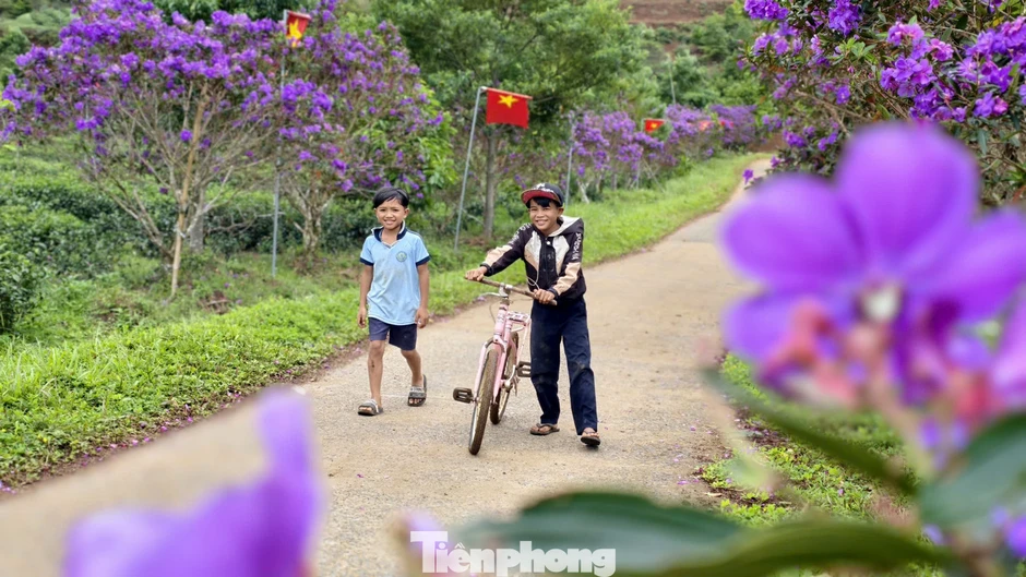 Tím lịm đồi chè Đông Trường Sơn