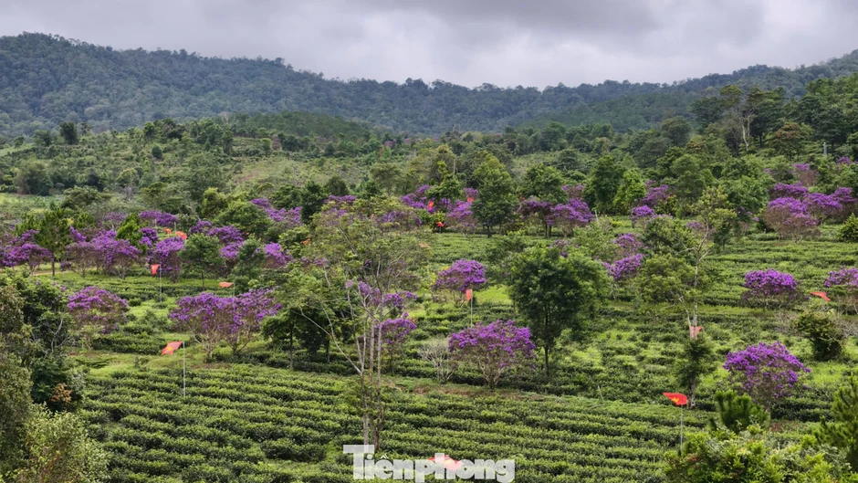 Tím lịm đồi chè Đông Trường Sơn