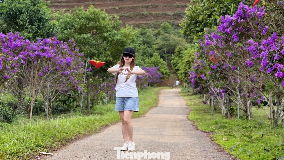 Tím lịm đồi chè Đông Trường Sơn