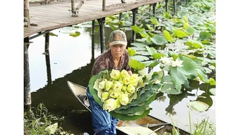 Tinh khiết mùa sen “ngự”
