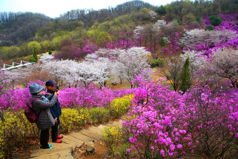 Tour đi Hàn Quốc 18 triệu đồng, khách Việt vẫn chịu chi ngắm hoa anh đào Tour đi Hàn Quốc 18 triệu đồng, khách Việt vẫn chịu chi ngắm hoa anh đào