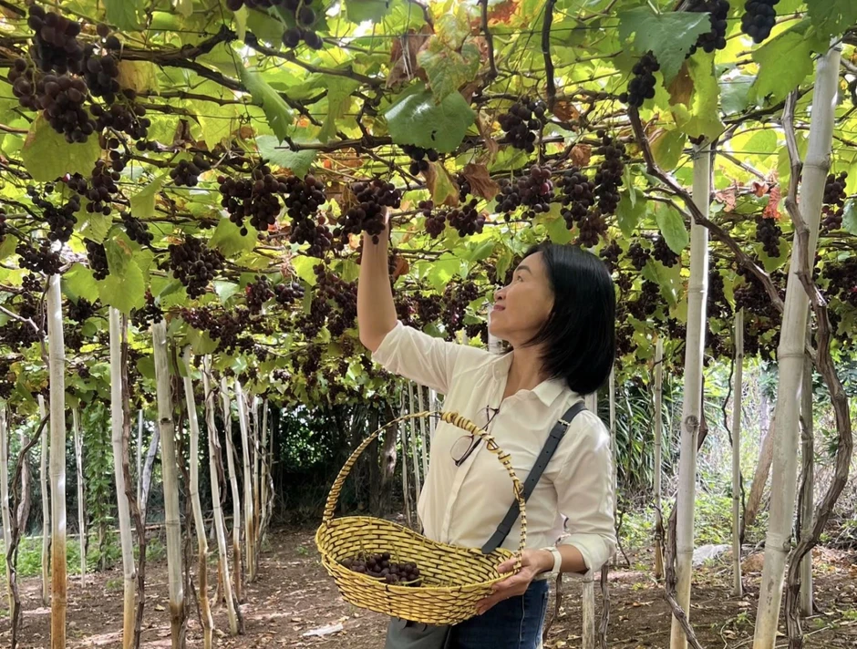 TP Hồ Chí Minh và các tỉnh đẩy mạnh khảo sát sản phẩm liên vùng