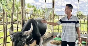 Trâu biết cúi đầu chào khách, cò trắng biết nghe lời chủ ở Cần Thơ