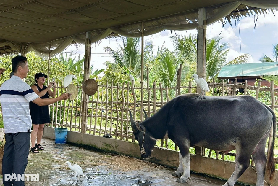 Trâu biết cúi đầu chào khách, cò trắng biết nghe lời chủ ở Cần Thơ Trâu biết cúi đầu chào khách, cò trắng biết nghe lời chủ ở Cần Thơ