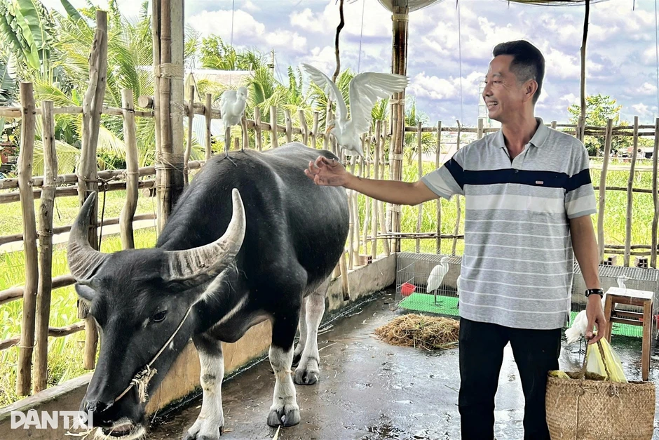 Trâu biết cúi đầu chào khách, cò trắng biết nghe lời chủ ở Cần Thơ Trâu biết cúi đầu chào khách, cò trắng biết nghe lời chủ ở Cần Thơ