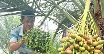 Trồng chà là trên vùng biên, nông dân thu tiền tỷ mỗi vụ