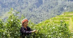 Về Cao Bồ thăm vùng chè Shan tuyết Di sản Việt Nam, học người Dao làm trà