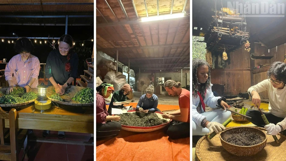 Về Cao Bồ thăm vùng chè Shan tuyết Di sản Việt Nam, học người Dao làm trà