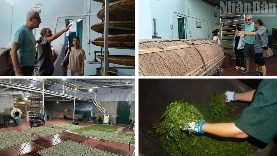 Về Cao Bồ thăm vùng chè Shan tuyết Di sản Việt Nam, học người Dao làm trà