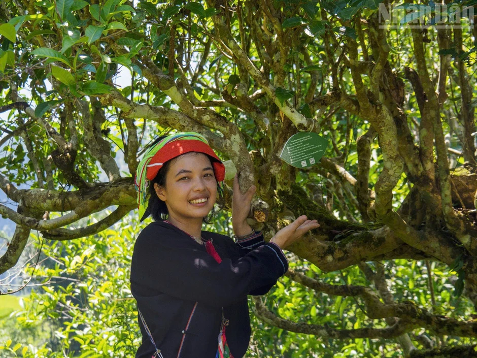Về Cao Bồ thăm vùng chè Shan tuyết Di sản Việt Nam, học người Dao làm trà