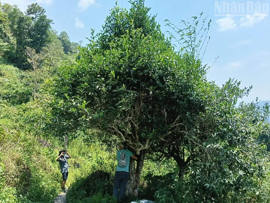 Về Cao Bồ thăm vùng chè Shan tuyết Di sản Việt Nam, học người Dao làm trà