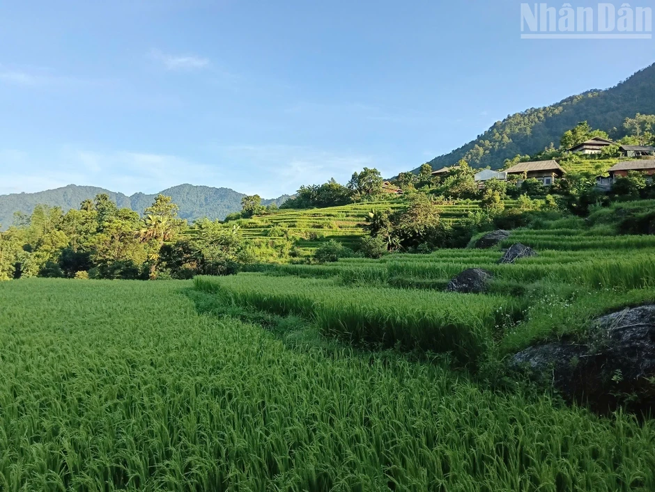Về Cao Bồ thăm vùng chè Shan tuyết Di sản Việt Nam, học người Dao làm trà