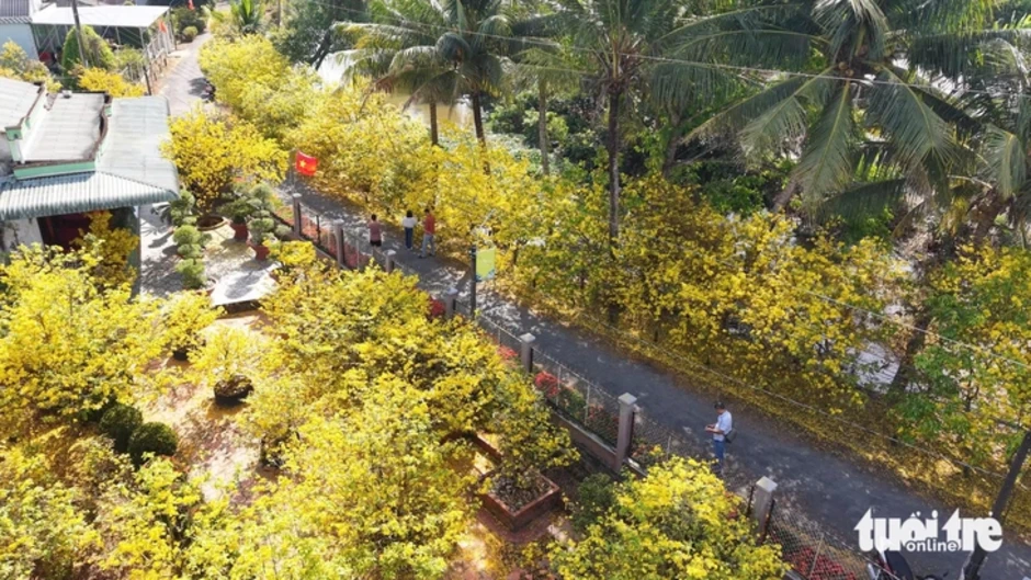 Về Đồng Tháp ngày Tết ngắm đường mai và hàng bông trang bừng nở rực rỡ Về Đồng Tháp ngày Tết ngắm đường mai và hàng bông trang bừng nở rực rỡ